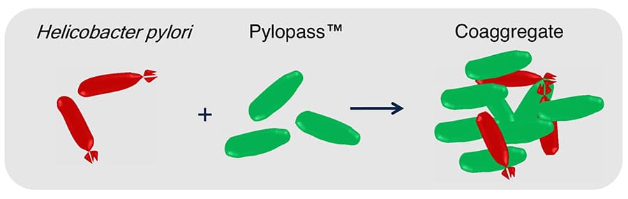 Điều trị bệnh đau dạ dày HP với bước đột phá mới từ PylopassTM 